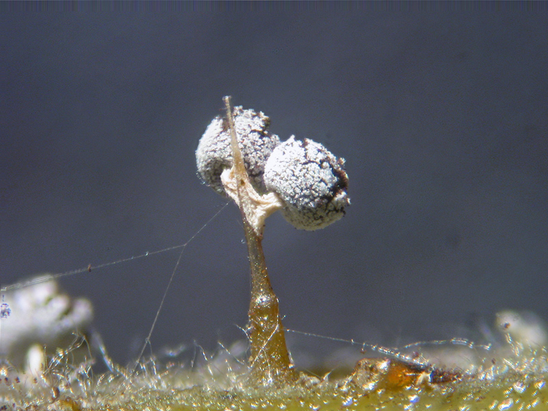 Physarum sp. ?